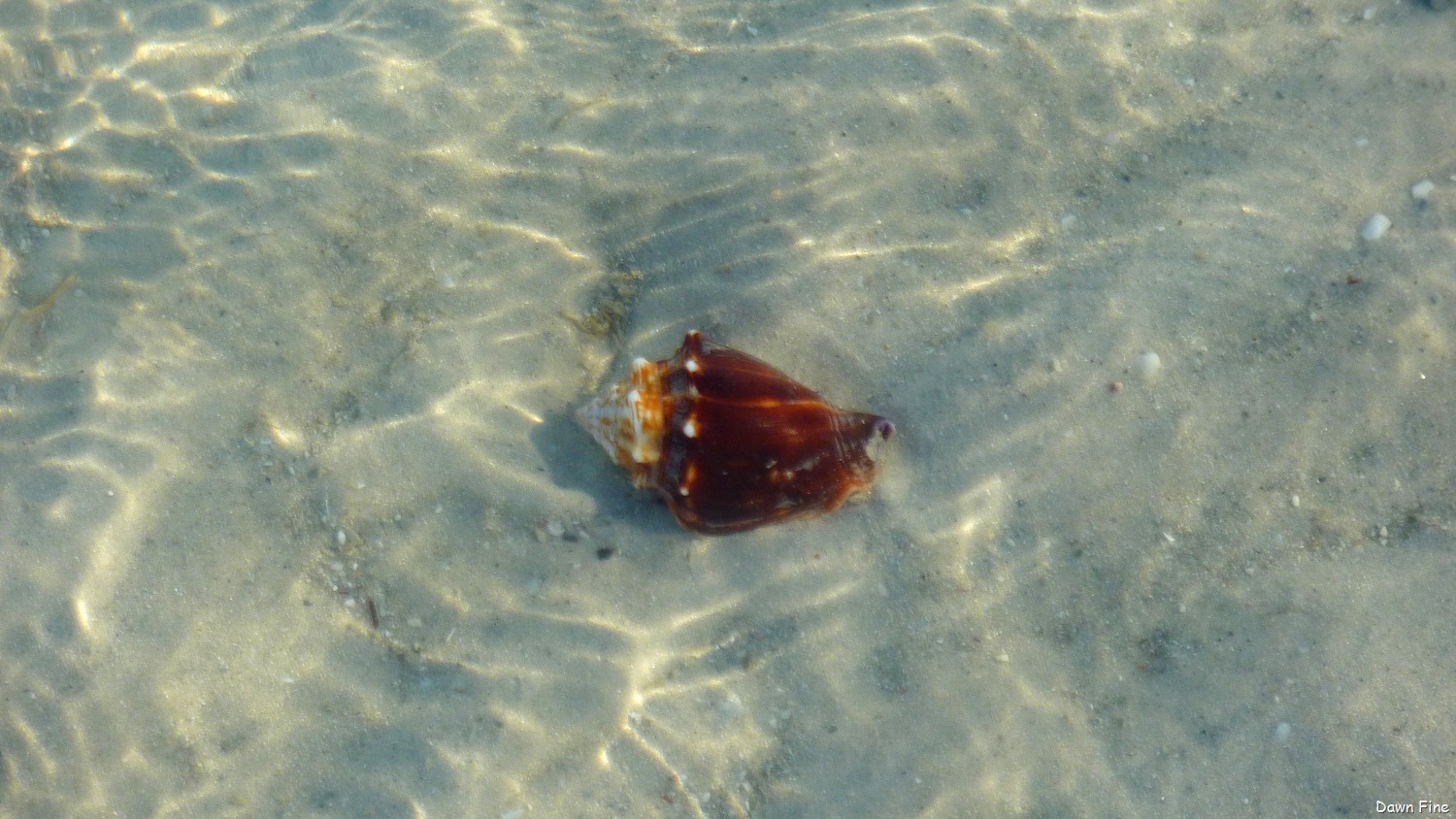 [Sanibel%2520Shell%2520and%2520birds_033%255B4%255D.jpg]