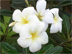 Frangipani