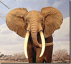 elefante-africano[1]