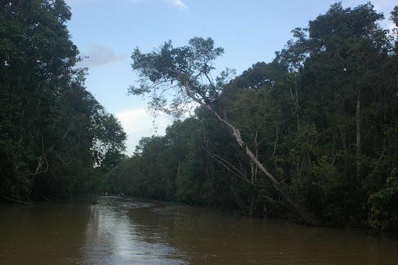 Sukau, Sungai Kinabatangan (Sabah, Malaisie, Bornéo), 3 août 2011. Photo : J.-M. Gayman