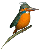 [birdy991%255B4%255D.gif]