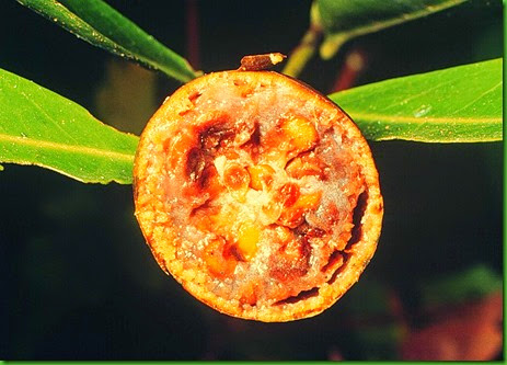 Alibertia edulis Alibertia edulis
