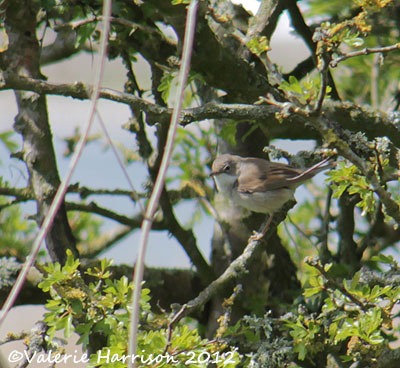 [1-Whitethroat%255B2%255D.jpg]