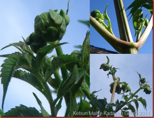 tree dahlia bud