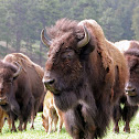 American Bison