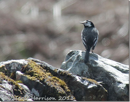 5-pied-wagtail