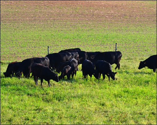 shiny cows