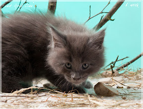 Фото котенка мейн-кун Frant возраст 6 недель | Питомник Grey Claw`s