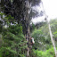 Local coming down from a palm, collecting sap for making arak (palm wine)