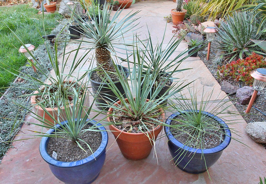 [120226_Yucca-rostrata%252Blinearifolia_04%255B8%255D.jpg]