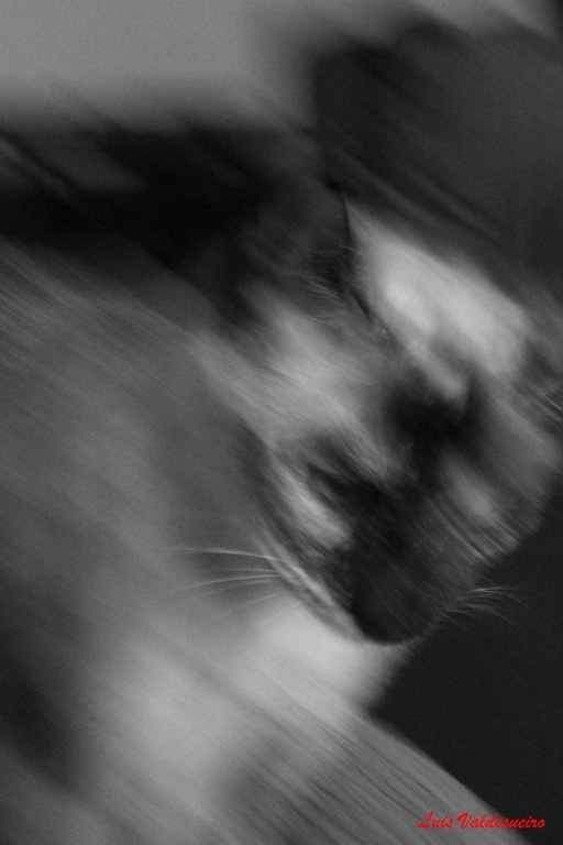 [Mi%2520gata%255B2%255D.jpg]