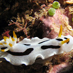 Nudibranch (Bangka Island)