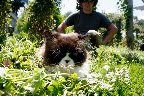 Even Shaun, the gardener can't believe how odd Vivaldi is acting.