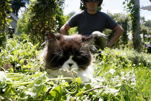 Even Shaun, the gardener can't believe how odd Vivaldi is acting.