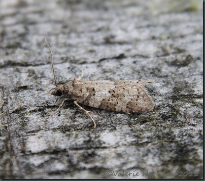 light-grey-tortrix-3