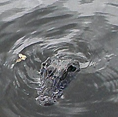 Florida Alligator alley swimming towards me