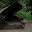 Redwoods