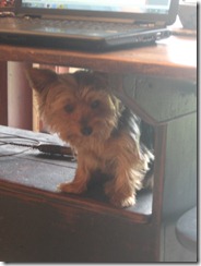 Grooming before and afters 002