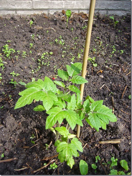 tomatenplant-2 tomatenplant-2
