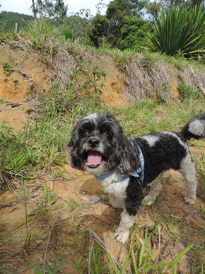 Dogs Trekking 6 (347) Dogs Trekking 6 (347)