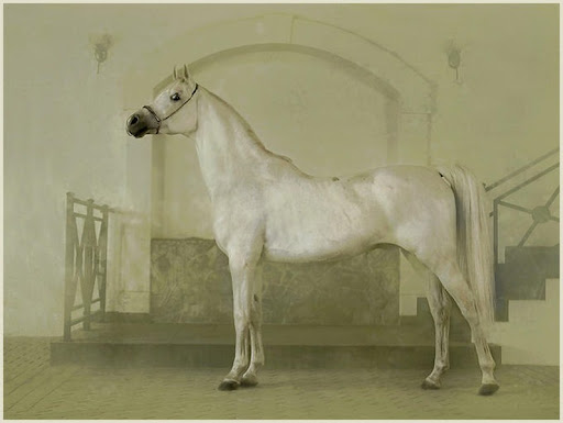 Arabian Wojtek Kwiatkowski Horse Photography