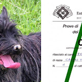 Working CAC (on wildboar)
