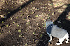 Look at what's growing in the daffodil beds!  These should be appearing in April, not January!  The weather has been varying from warm to cold.  I'm worried that the next frost will kill all of these flowers!