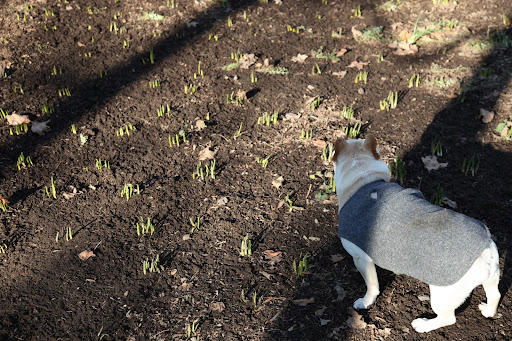 Look at what's growing in the daffodil beds!  These should be appearing in April, not January!  The weather has been varying from warm to cold.  I'm worried that the next frost will kill all of these flowers!