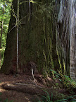 california_sequoia