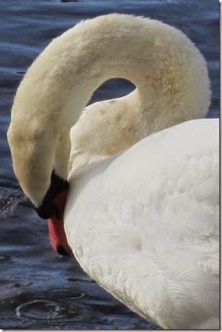 swans-19