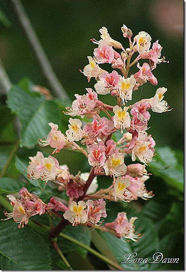 DA_Aesculus_pavia_Koehenii_FloweringBuckeye6