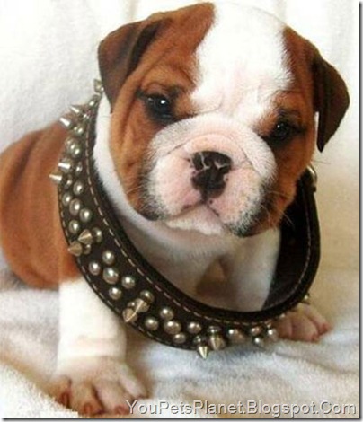 The Cute Dog Bracelet