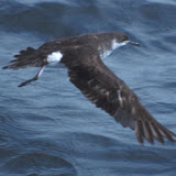 Manx shearwater