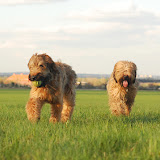 Abi - DSC_0327.jpg