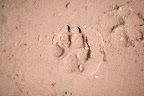 The doggy version of Hollywood's walk of fame. Photo by Paul Morse