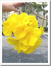 Florida vacation 3.12 yellow flowers