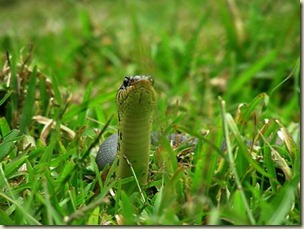 image003