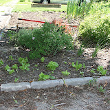 Garden6-2010