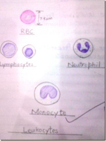 leukocytes diagram histopathology