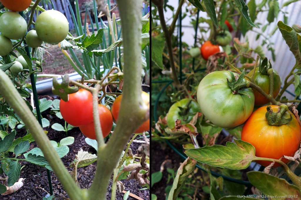 [tomatoes%255B3%255D.jpg]
