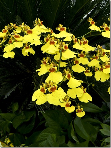 Yellow Orchids