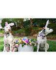 Emma and Dotty, Dalmatians from Canyon Country, California. Emma and Dotty, Dalmatians from Canyon Country, California.