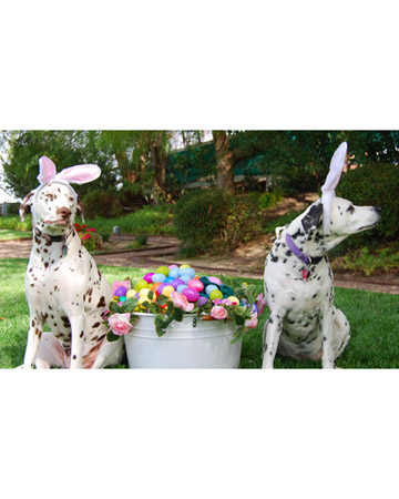 Emma and Dotty, Dalmatians from Canyon Country, California. Emma and Dotty, Dalmatians from Canyon Country, California.