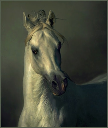 Arabian Wojtek Kwiatkowski Horse Photography