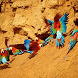 Macaws feeding on Clay wall