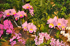 Have you ever seen orchids like these?