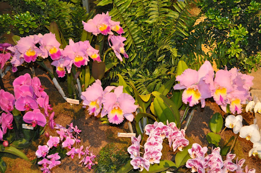 Have you ever seen orchids like these?