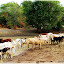 Les vaches locales à bosses.