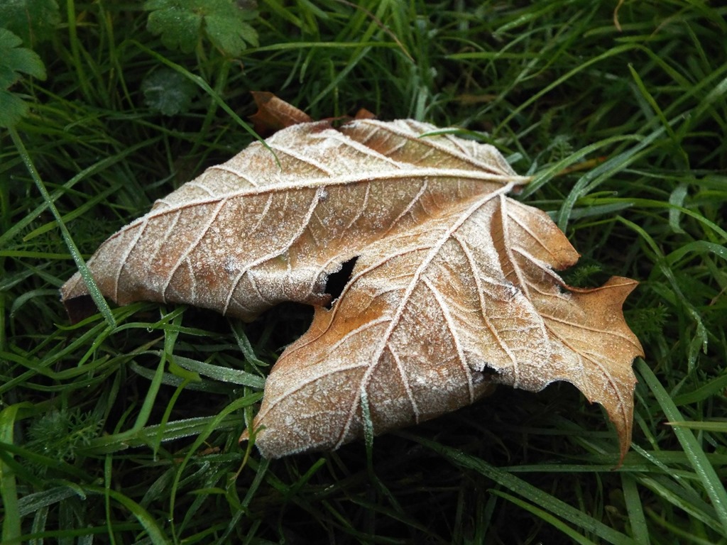 [crunchy-leaf-and-frost3.jpg]