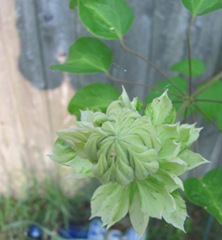 Double white clematis stages of opening2 top half